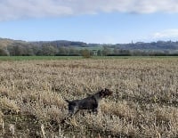 Étalon Chien d'arrêt allemand à poil dur - Roméo (Sans Affixe)