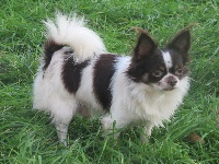 Étalon Chihuahua - Noah Des Iris Du Parc Royal