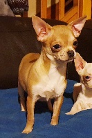 Étalon Chihuahua - Panama De lovely glasgow