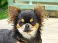 Étalon Chihuahua - Lou Crozia Ozalee