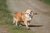 Étalon Chihuahua - Jakotte de Théop's