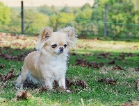 Étalon Chihuahua - Precious princess someone for all