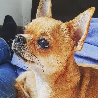 Étalon Chihuahua - R'ohana Des Petits Grands Bonheurs