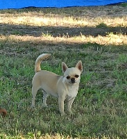 Étalon Chihuahua - Nala Des Gardiens De La Légende