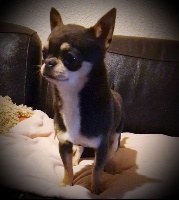Étalon Chihuahua - Nino (Sans Affixe)