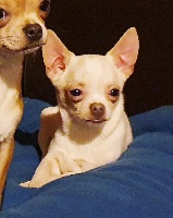 Étalon Chihuahua - Pepita De lovely glasgow