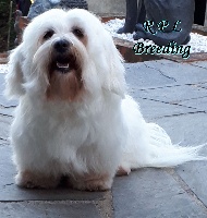 Étalon Coton de Tulear - Leeloo du Royaume des P'tites Ladies