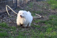 Étalon Coton de Tulear - Nelhy des bois de la bro