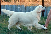 Étalon Golden Retriever - Kimberly emerald of first capital