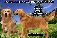 Étalon Golden Retriever - Louky dit cooky Du mazage de mascayenne