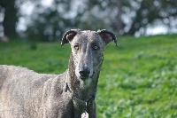Étalon Greyhound - Bakara's Pol aurelien