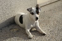 Étalon Jack Russell Terrier - Okiko (Sans Affixe)