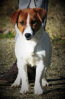 Étalon Jack Russell Terrier - Over nigth du Bois de Compiègne