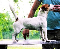 Étalon Jack Russell Terrier - Pink lady bois de compiègne