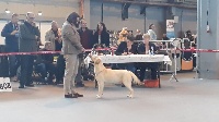 Étalon Labrador Retriever - Opale du vallon de la licorne