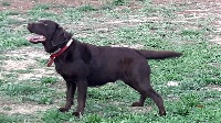 Étalon Labrador Retriever - O'hara (Sans Affixe)