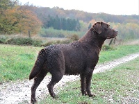Étalon Labrador Retriever - Nutella d'Aydoilles