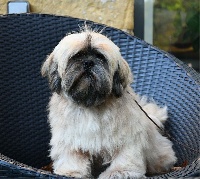 Étalon Lhassa Apso - Very Versace's Mister cocktail