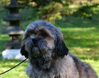 Étalon Lhassa Apso - Nouba de dame nature