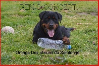 Étalon Rottweiler - Omega Des Cheuns Du Saintonge