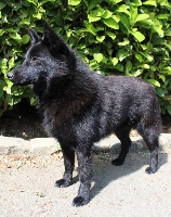 Étalon Schipperke - Pavlov du Mas de Valaurine