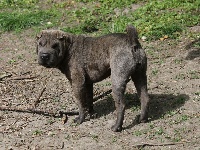 Étalon Shar Pei - Okhotsk blue draft beer du Bouquet d'Epices