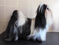 Étalon Shih Tzu - Lilou remember ha-li-aj-shu du Fu Xing