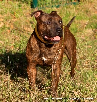 Étalon Staffordshire Bull Terrier - One tough bastard De L'esquisse Sauvage