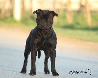Étalon Staffordshire Bull Terrier - Predasterie chromatique Of The Guardian's Mind