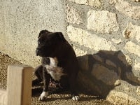 Étalon Staffordshire Bull Terrier - Mia (Sans Affixe)