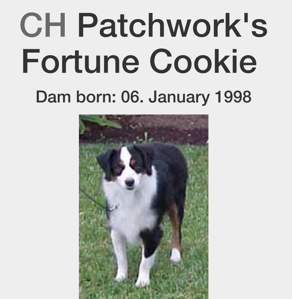 CH. patchworks Fortune cookie