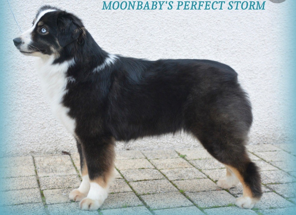 CH. moonbaby's Perfect storm