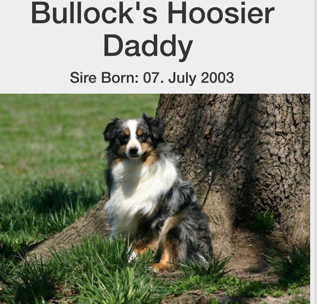 bullocks Hoosier daddy