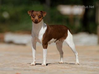 Le Standard de la race Terrier Bresilien sur Atara.com