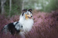 Étalon Shetland Sheepdog - Of Lovely Fairy Blue Picolo