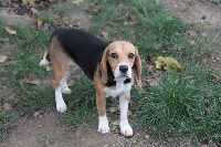 Étalon Beagle - Pepite (Sans Affixe)