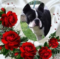 Étalon Boston Terrier - Prada chanel de la Fin'Amor de Larzaelle