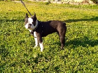 Étalon Boston Terrier - Paloma picasso de la Grange Enchantée
