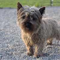 Étalon Cairn Terrier - Opium Du pré moussey