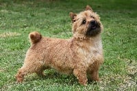 Étalon Cairn Terrier - Olly Des Monts de Galloway