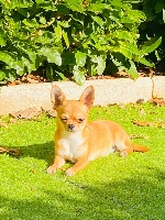 Étalon Chihuahua - Rhéa (Sans Affixe)