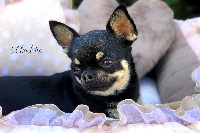 Étalon Chihuahua - O'charlotte Du Secret Des Dieux