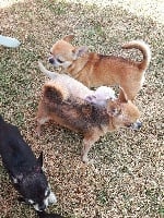 Étalon Chihuahua - Nola Du clos de champcheny