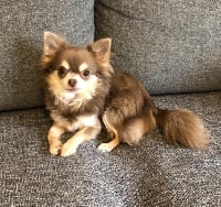 Étalon Chihuahua - Ollie Du Paradis D'Ibees