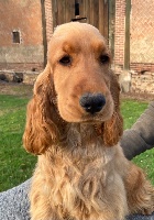 Étalon Cocker Spaniel Anglais - Sunset D'hell Rose