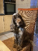 Étalon Cocker Spaniel Anglais - Moka du domaine de kerjonc