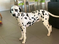 Étalon Dalmatien - les chiens de florence Nelia