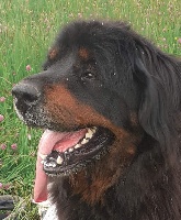 Étalon Dogue du Tibet - Lanzhou do khyi du tucau blanc