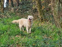 Étalon Golden Retriever - Pagaille les jardins d'épona