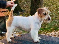Étalon Jack Russell Terrier - steve's eden Nash